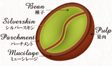 ハニー製法コーヒー特集