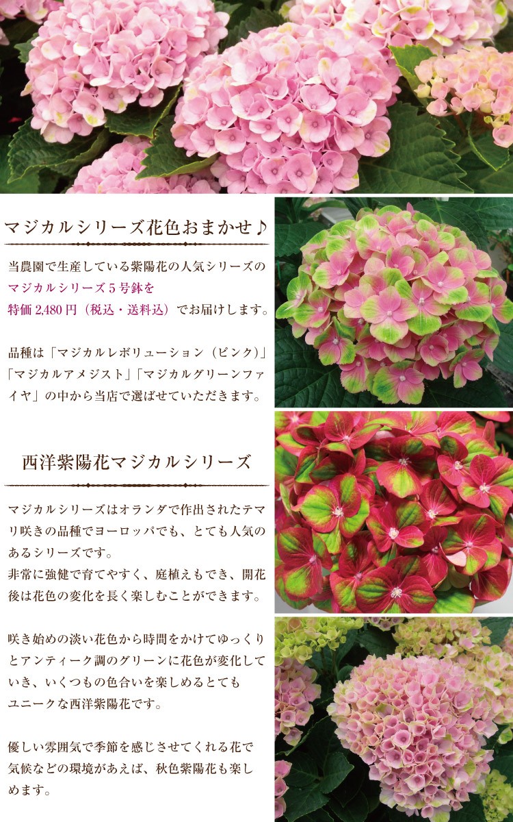 あじさい 花色おまかせ秋色 紫陽花 5号鉢 生産農家直送 マジカル系品種 マジカルレボリューション マジカルアメジスト マジカルグリーンファイヤからおまかせ Hm001 ひろはな 通販 Yahoo ショッピング