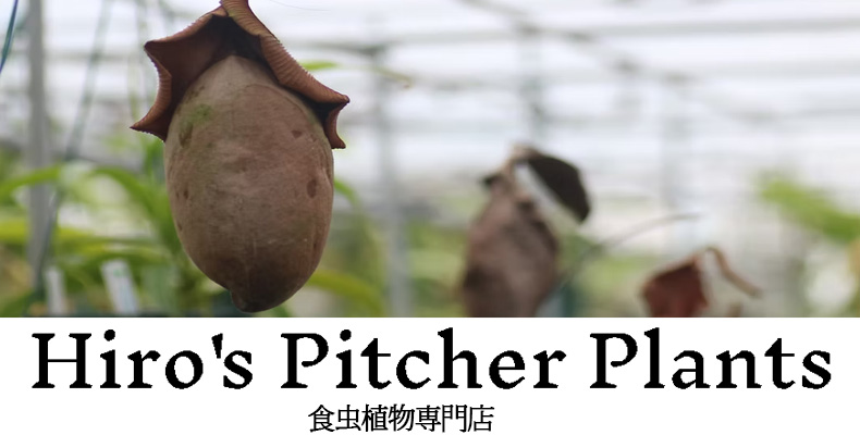 Hiro s Pitcher Plants ヤフー店 - Yahoo!ショッピング