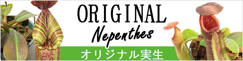 Hiro s Pitcher Plants ヤフー店 - Yahoo!ショッピング