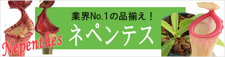 teatネペンチョップロワーピッチャー teatネペンチョップロワーピッチャー