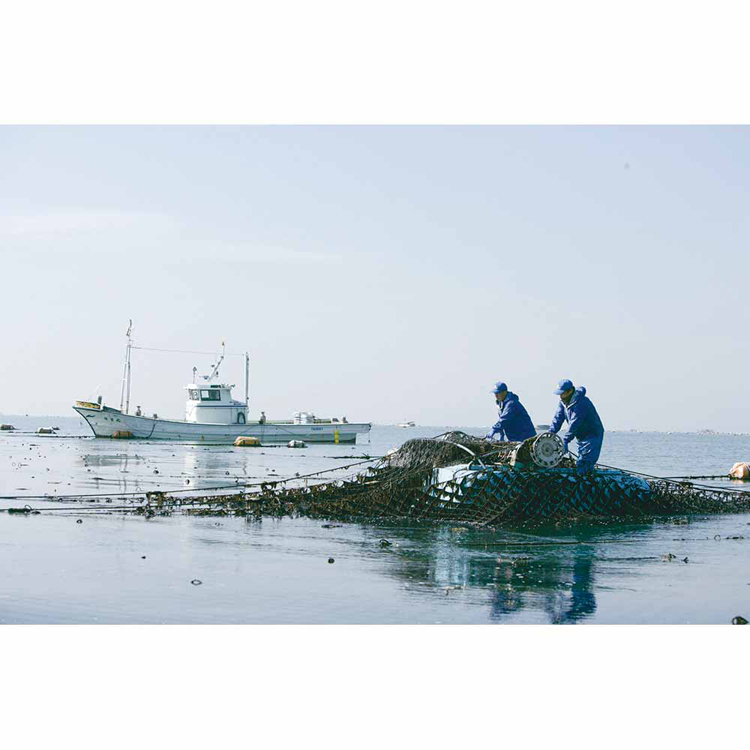 味のり味海苔鍵庄おいしい海苔こだわり一番摘み味付け海苔明石の風味のり8切48枚鍵庄 