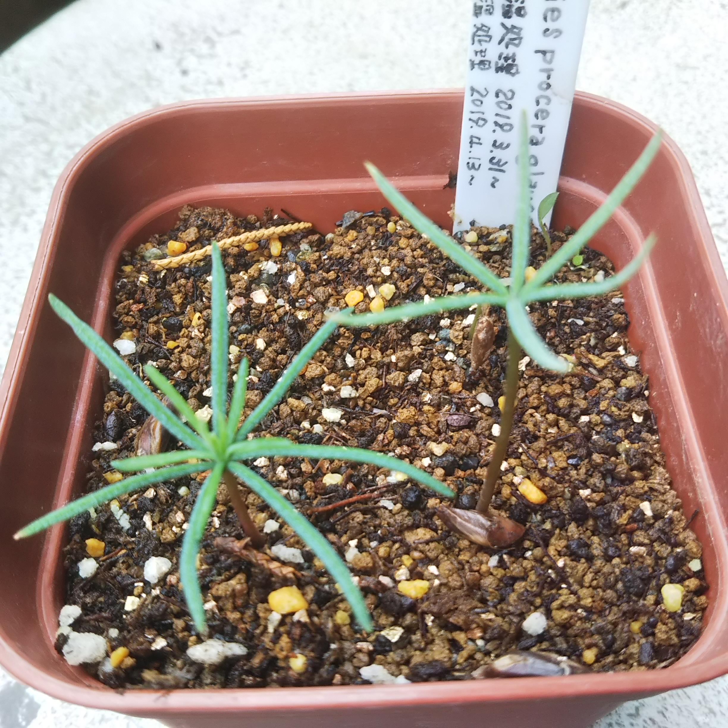 20190525_Abiesproceraglauca2015germination