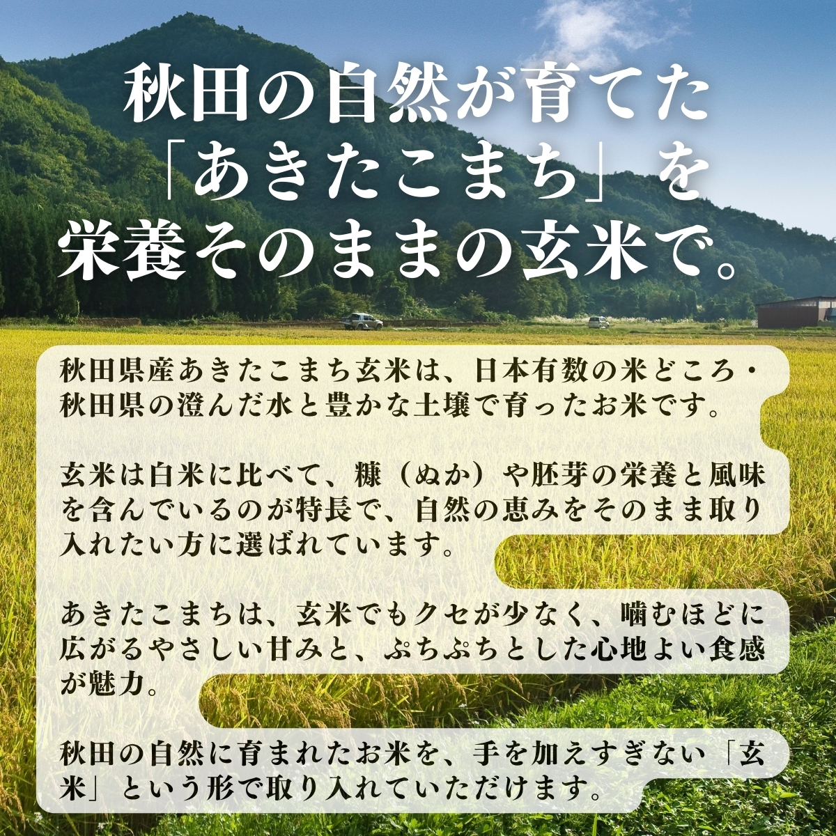 自然健康社 玄米 あきたこまち 1kg×3個 令和7年 2025年産 一等米 秋田
