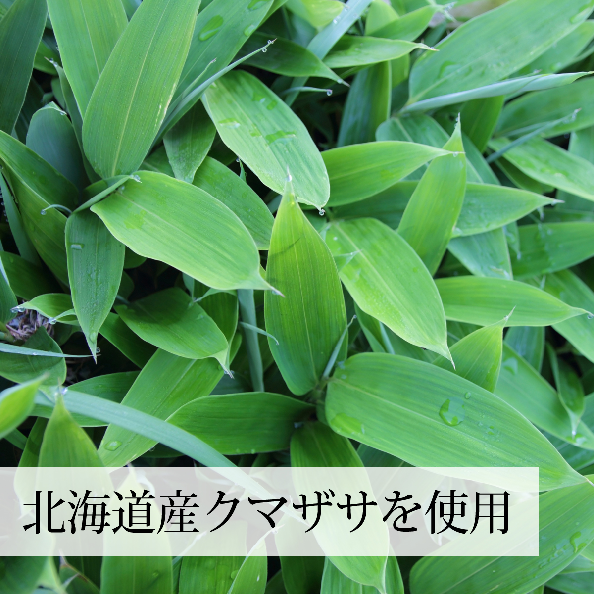 クマザサ青汁粉末 200g 熊笹 パウダー クマザサ茶 熊笹茶 国産 : 434