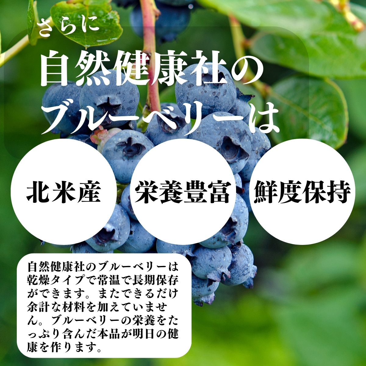 北米産、栄養豊富、鮮度保持