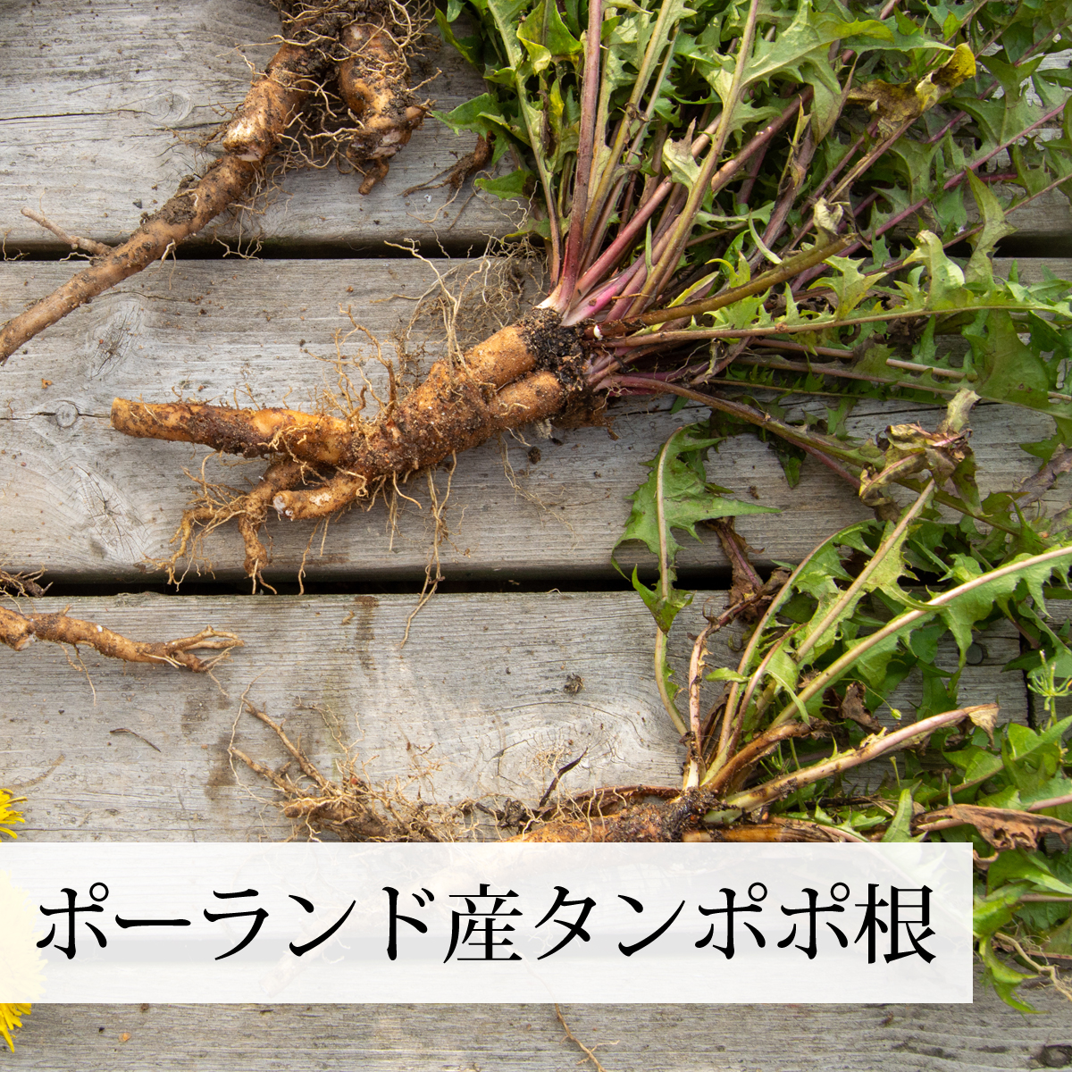 ポーランド産のタンポポ根を使用