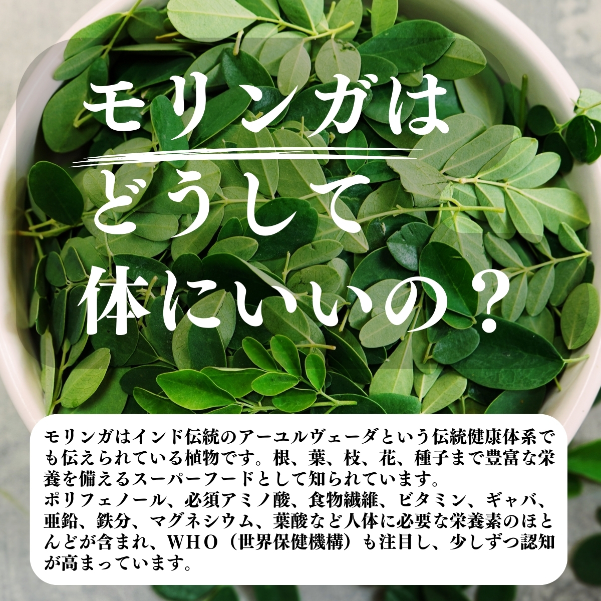 モリンガはどうして体にいいの？