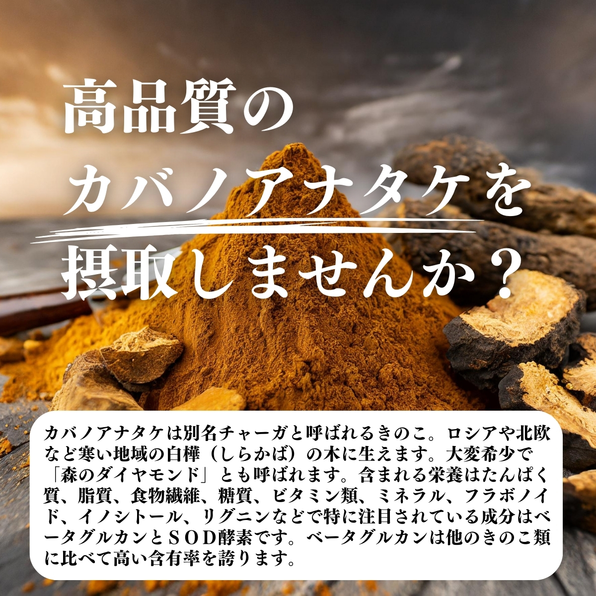 カバノアナタケ粉末 500g カバノアナタケ茶 チャーガ茶 チャガ茶 送料無料 : free-541 : 青汁・健康粉末の健康生活研究所 - 通販 -  Yahoo!ショッピング