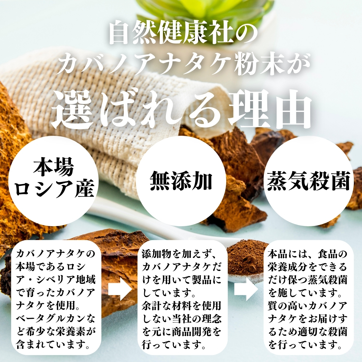 カバノアナタケ粉末 500g カバノアナタケ茶 チャーガ茶 チャガ茶 送料無料 : free-541 : 青汁・健康粉末の健康生活研究所 - 通販 -  Yahoo!ショッピング