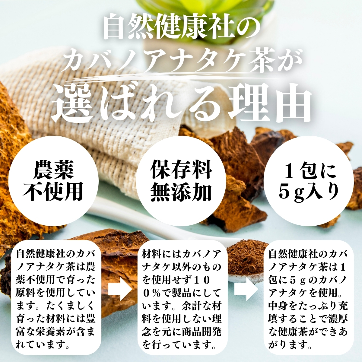 カバノアナタケ5キロ早い者勝ち送料込み