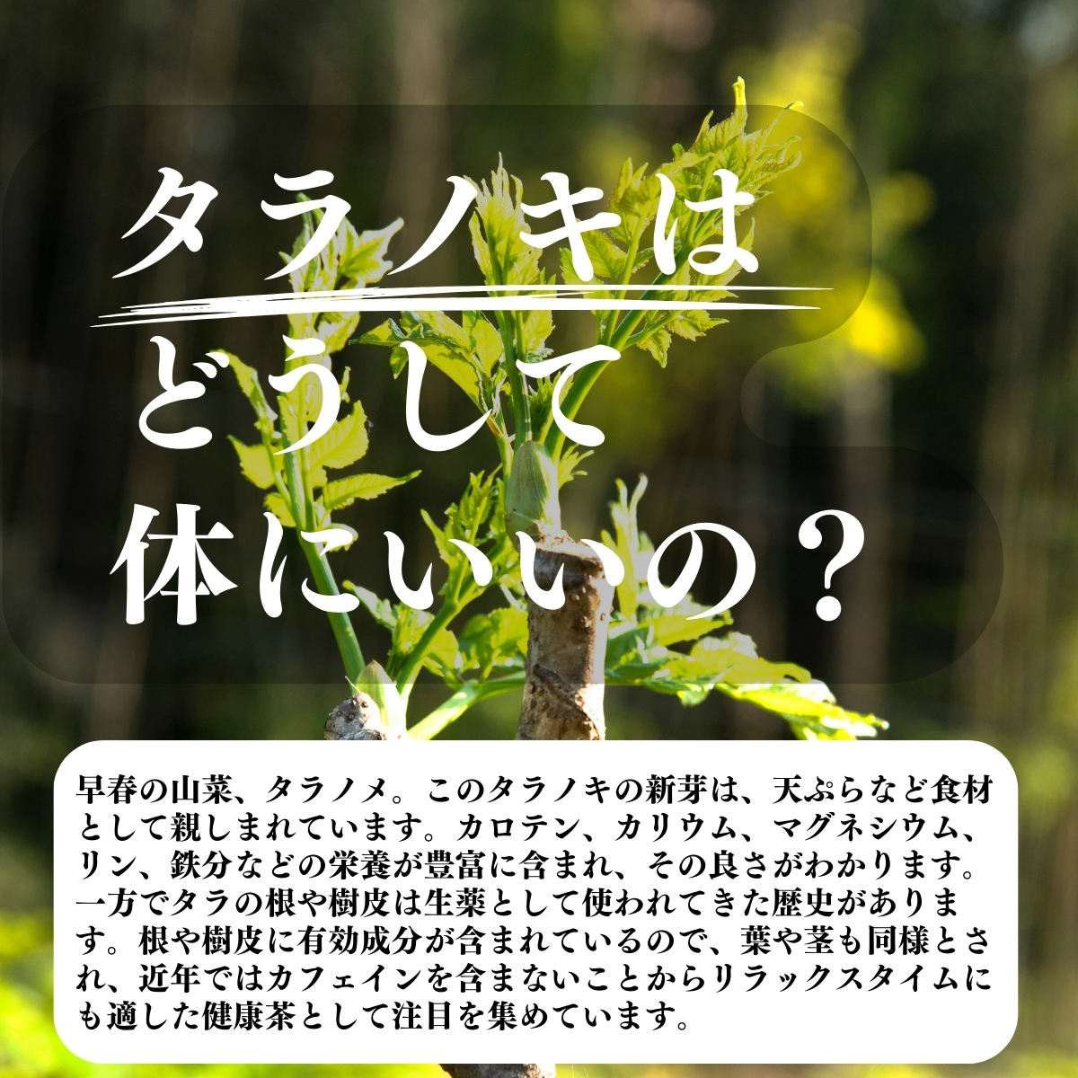 北海道産 天然 たらの木 乾燥 ３キロ 北海道産 天然 たらの木 乾燥 3キロ
