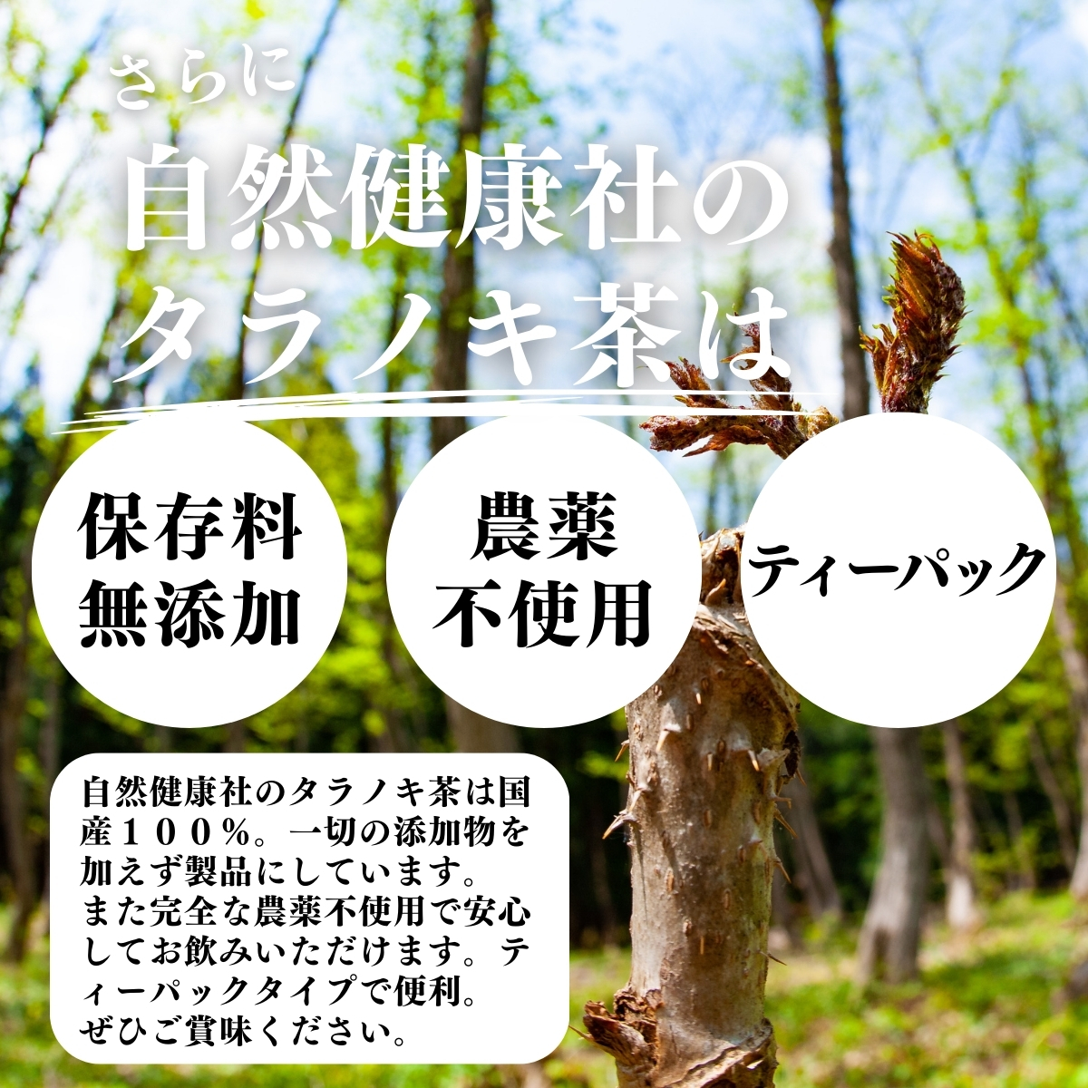 北海道産天然たらの木乾燥 10キロ 【公式通販】