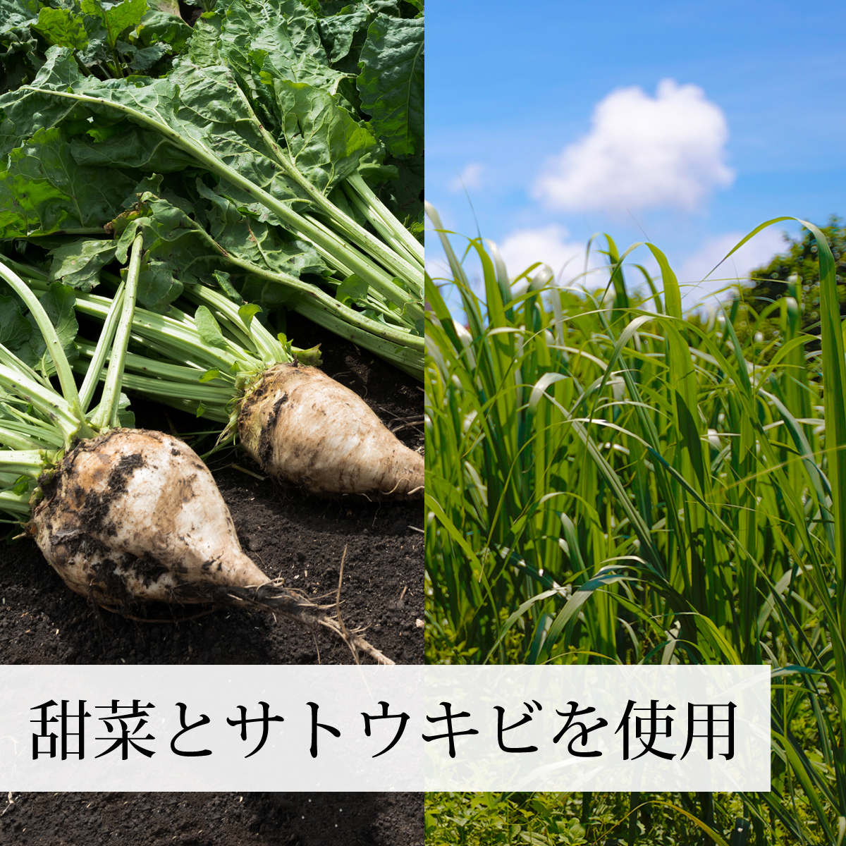 甜菜とサトウキビを使用