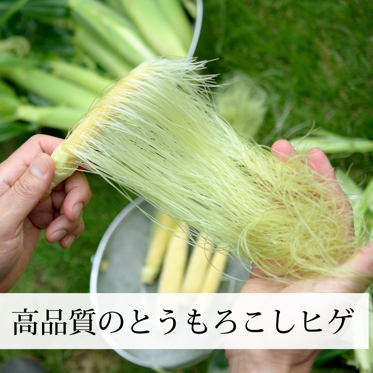 とうもろこしのひげ茶 32パック×2個 トウモロコシひげ茶 ティー