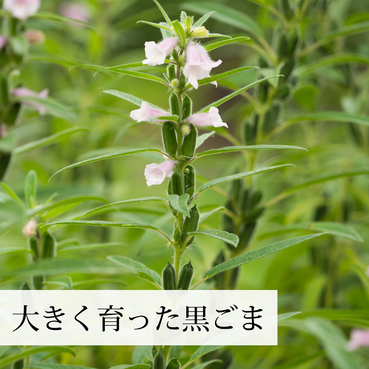 大きく育った黒ごま