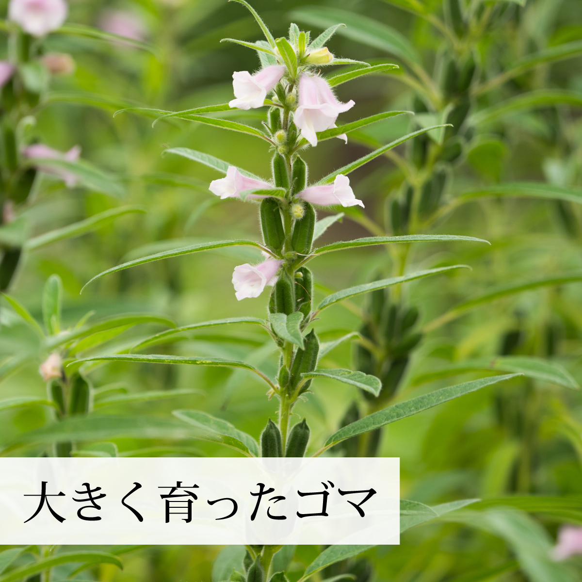 大きく育ったごま