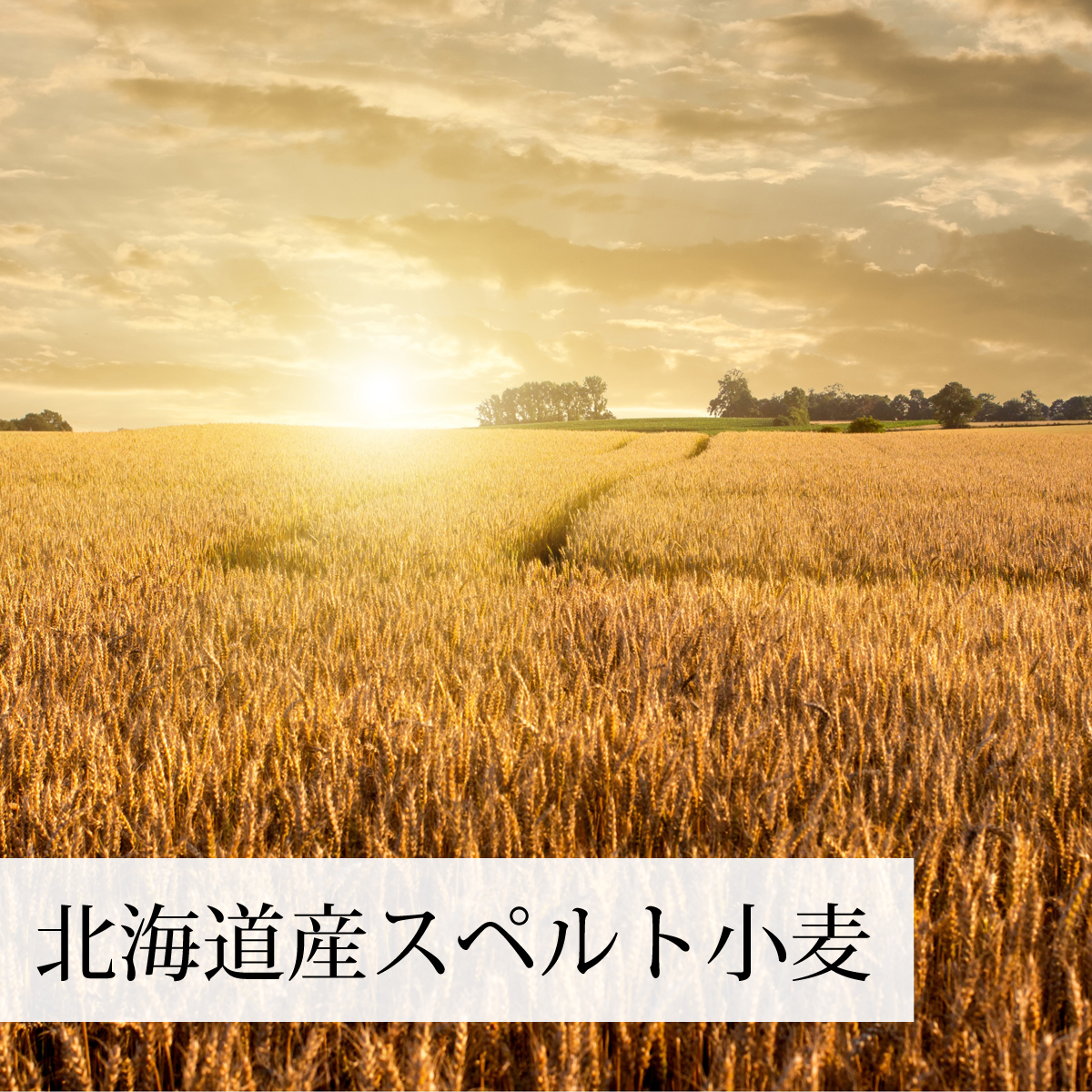 北海道産スペルト小麦