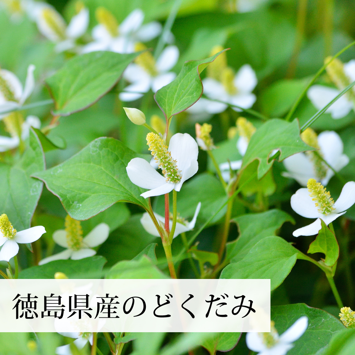 徳島県産の無農薬どくだみを使用