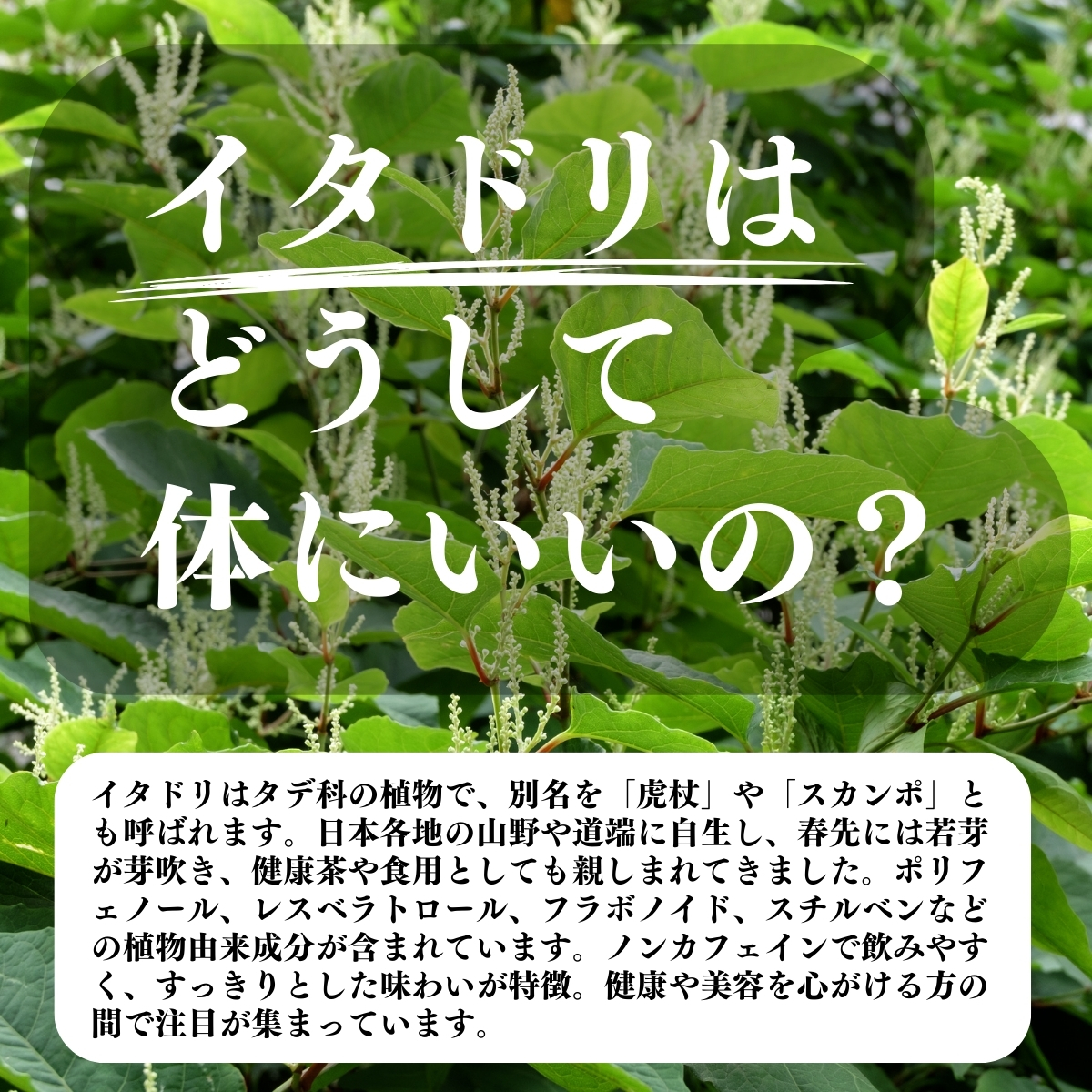 イタドリはどうして体にいいの？