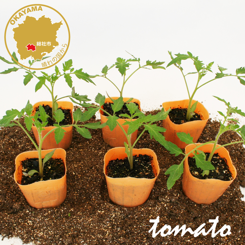大玉トマト サターン 野菜苗 6ポットセット 3号ポット フラワー
