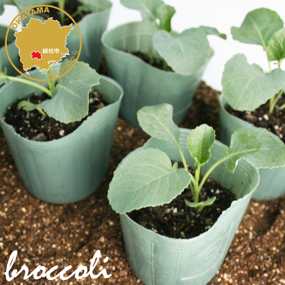 茎ブロッコリー スティックセニョール 野菜苗 6ポットセット 3号ポット