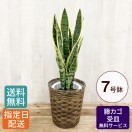 観葉植物