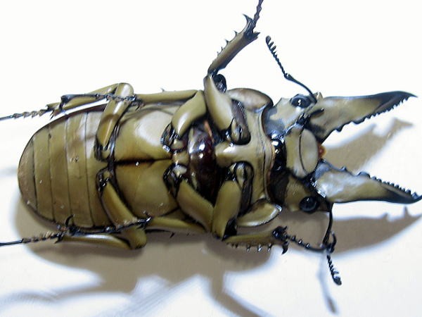 ババオウゴンオニクワガタ♂54〜55mm♀FREE 成虫ペア : 昆虫専門店