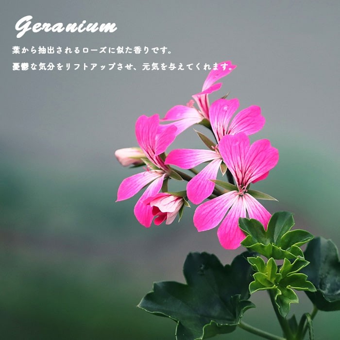 グローバルプロダクトプランニング エッセンシャルオイル 香りの楽しみ