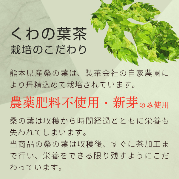 桑の葉茶栽培へのこだわり.jpg