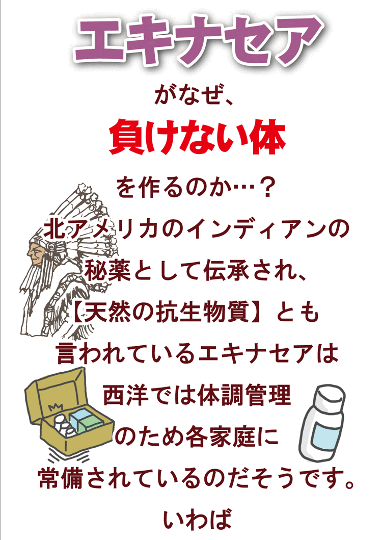 エキナセア 季節の変わり目の体調管理に