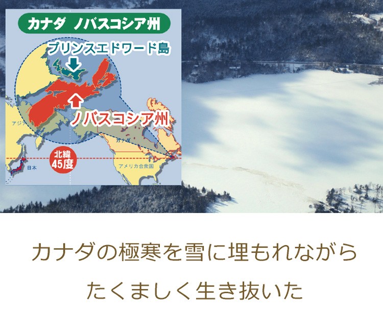 温暖な時期にたっぷり栄養を蓄えた赤土で育ち、極寒の冬を幸に埋もれて生き抜いた、優秀なエキナセアを使用