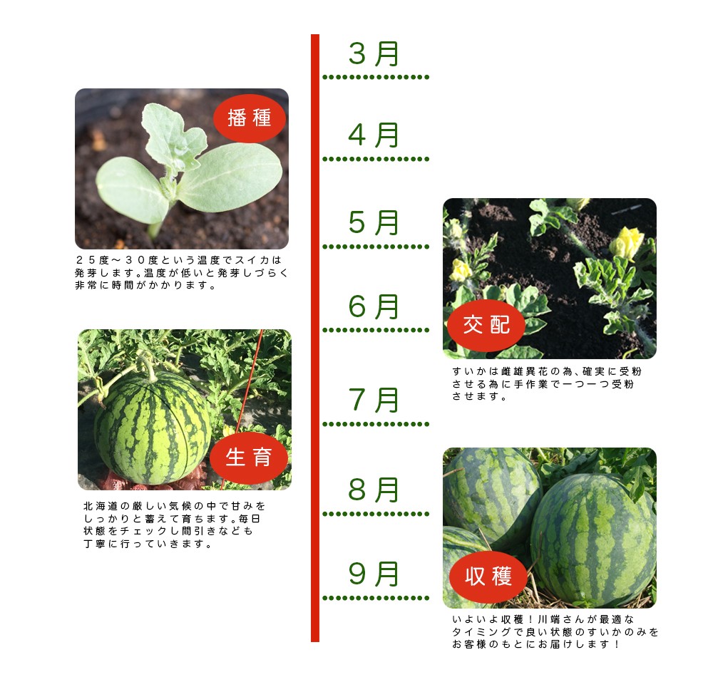 河幡さんスイカ