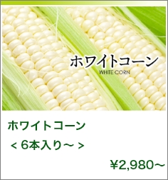 SHIROKUMAメロン