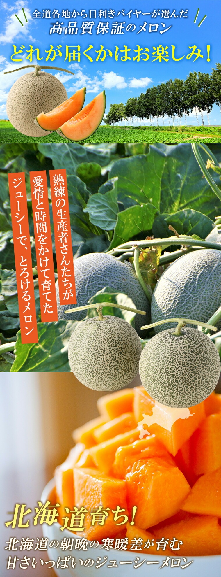 メロン 北海道 めろん ギフト SHIROKUMA SWEET 赤肉メロン 1玉 約1.6kg