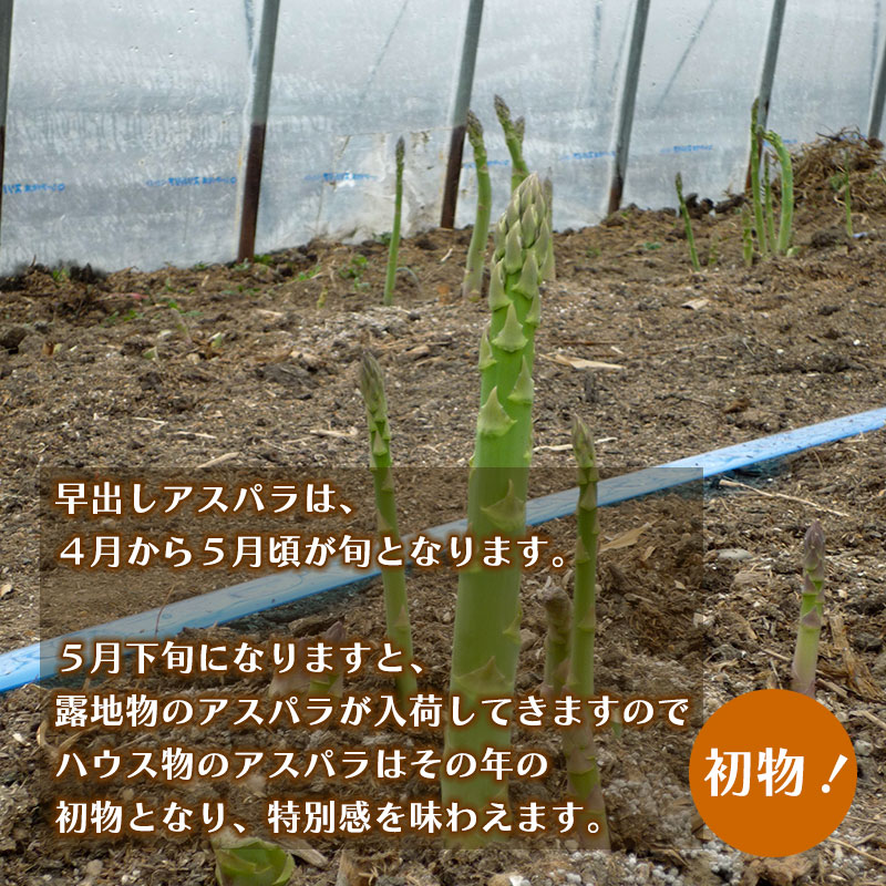 早期出荷アスパラガス