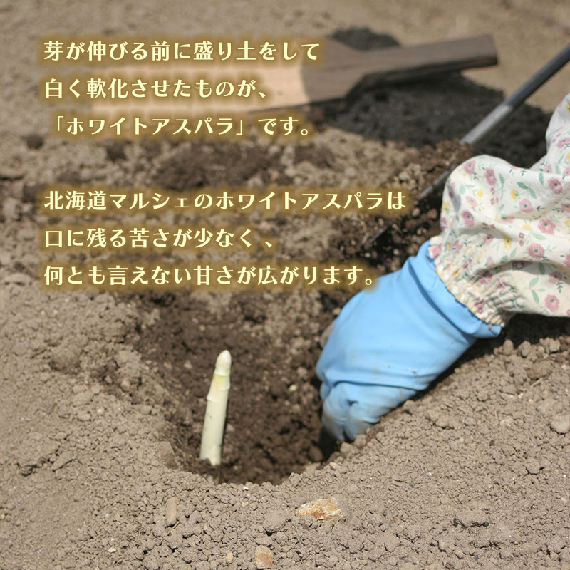 北海道直送ホワイトアスパラガス