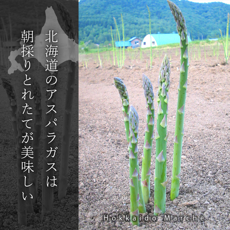 北海道朝採りアスパラガス