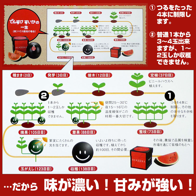 でんすけすいかの成長