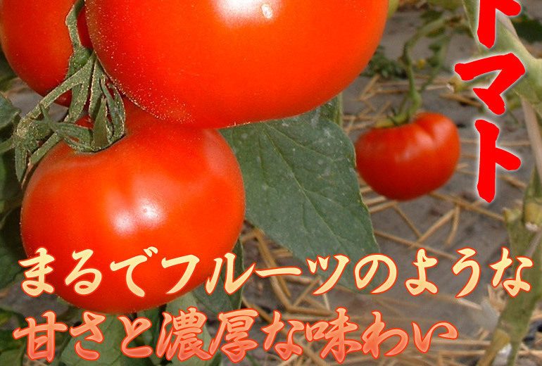 フルーツトマト