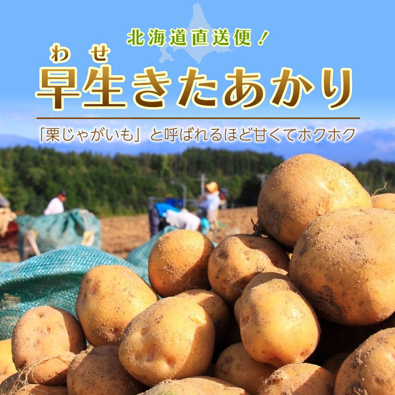 北海道直送「早生きたあかり」
