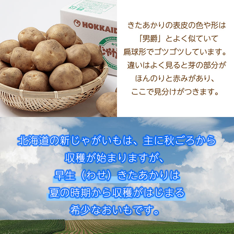 早生きたあかり特徴02
