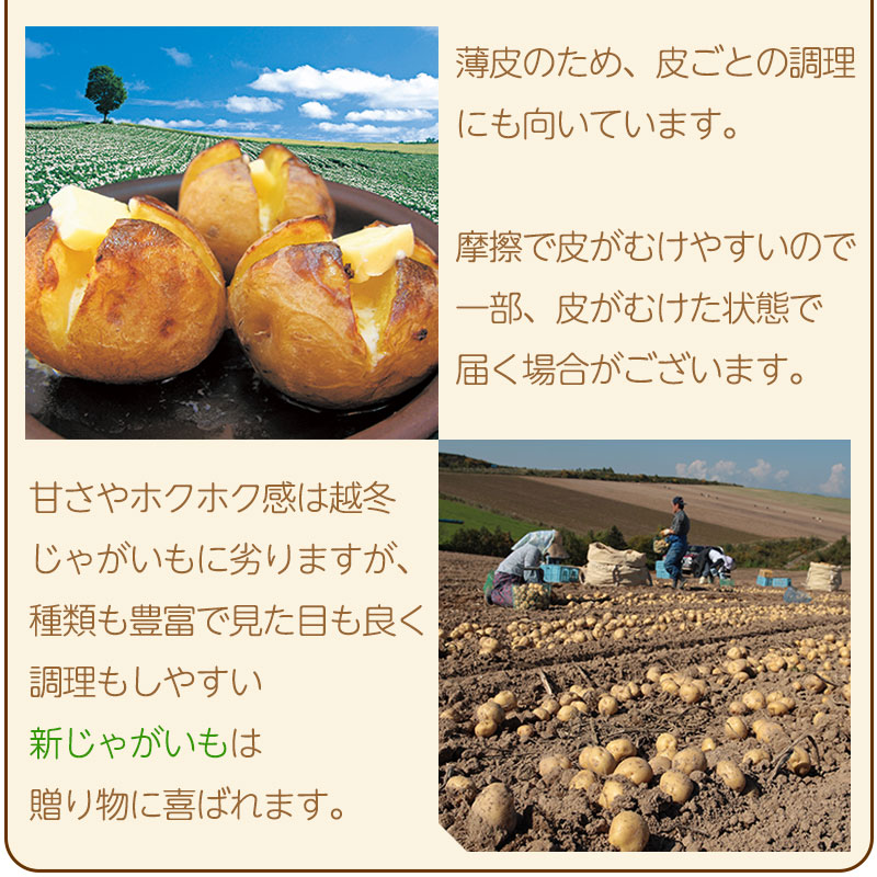 じゃがいも ジャガイモ レッドムーン 3kg 正品・LM/L/2L混 （越冬じゃがいも） 北海道ギフト |  | 08