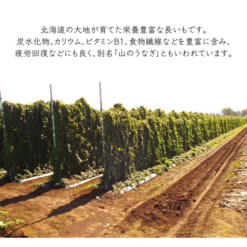 長芋