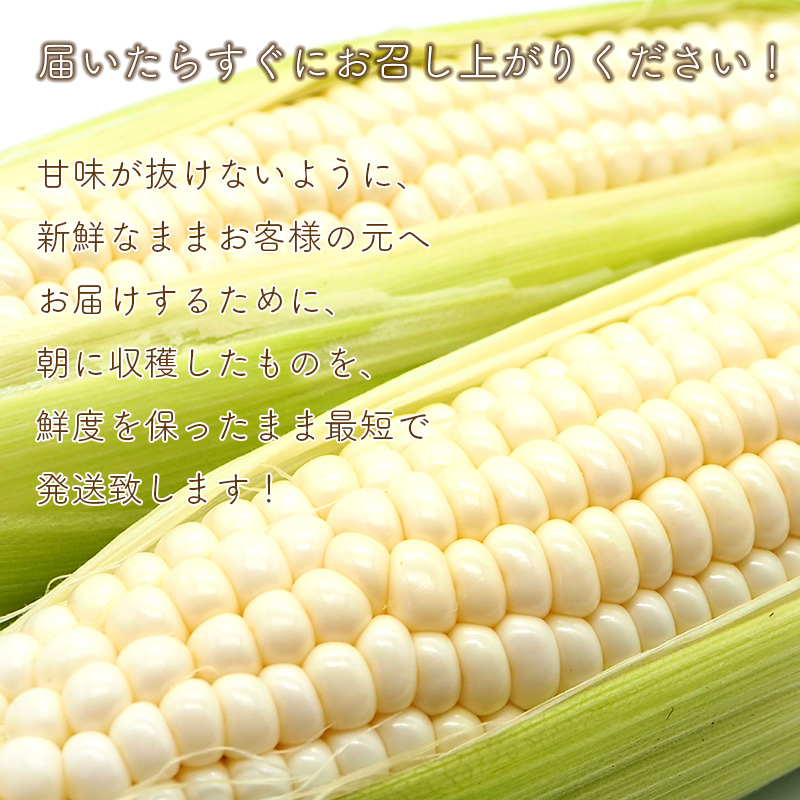 ピュアホワイト
