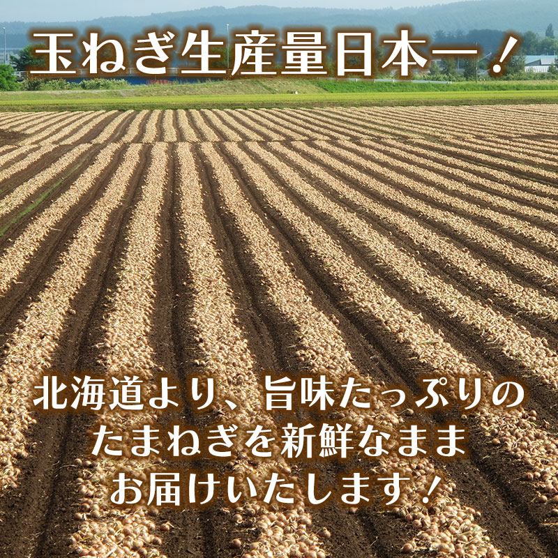 玉ねぎ 4kg L大〜2Lサイズ 北海道産玉葱 たまねぎ 玉葱 北海道野菜