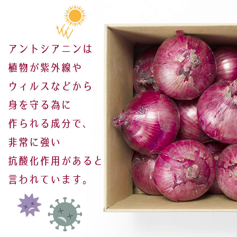 レッドオニオン