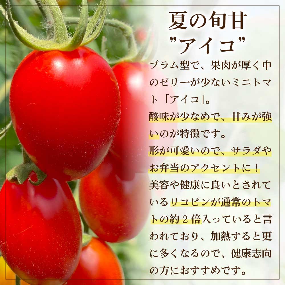北海道産 ミニトマト アイコ 1kg 北海道 余市 仁木産 送料無料 野菜