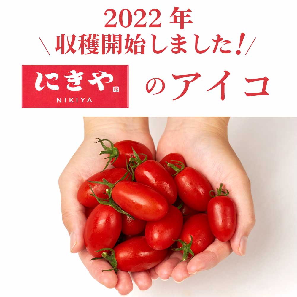 北海道産 ミニトマト アイコ 1kg 北海道 余市 仁木産 送料無料 野菜