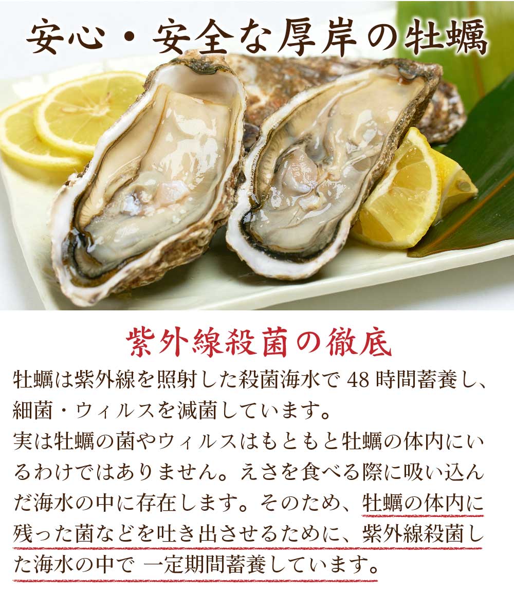 北海道厚岸産 生牡蠣 約2kg 北海道産 カキ かき 刺身 貝 札幌